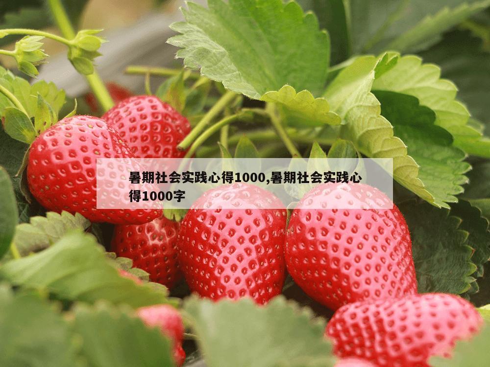 暑期社会实践心得1000,暑期社会实践心得1000字